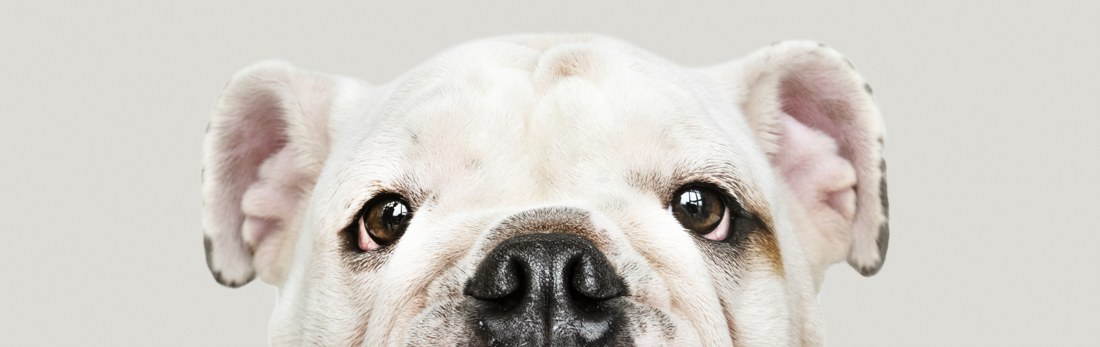 Cachorro Nutrioeste