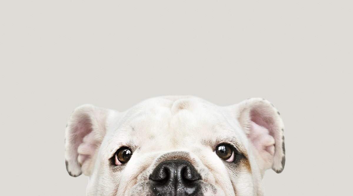 Cachorro Nutrioeste